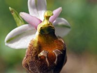 Ophrys crabonifera 2, Saxifraga-Hans Dekker