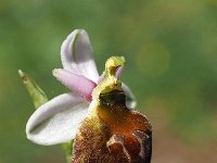 Ophrys crabonifera 3, Saxifraga-Hans Dekker
