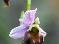 Ophrys crabonifera 4, Saxifraga-Hans Dekker
