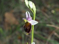 Ophrys crabonifera 5, Saxifraga-Hans Dekker