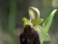 Ophrys crabonifera 6, Saxifraga-Hans Dekker