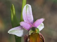 Ophrys crabonifera 7, Saxifraga-Hans Dekker