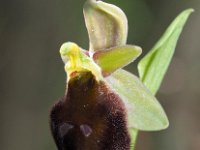 Ophrys crabonifera 8, Saxifraga-Hans Dekker