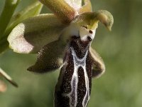 Ophrys cretica 14, Saxifraga-Jan van der Straaten