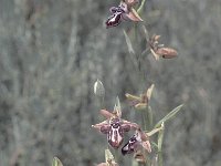 Ophrys cretica 18, Saxifraga-Jan van der Straten