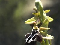 Ophrys cretica 2, Saxifraga-Jan van der Straaten