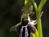 Ophrys cretica 20, Saxifraga-Jan van der Straaten