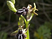 Ophrys cretica 23, Saxifraga-Jan van der Straaten