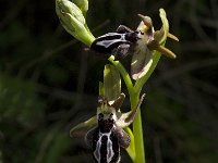 Ophrys cretica 24, Saxifraga-Jan van der Straaten