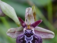 Ophrys cretica 26, Saxifraga-Harry Jans