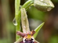 Ophrys cretica ssp ariadnae 27, Saxifraga-Harry Jans