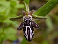 Ophrys cretica ssp ariadnae 29, Saxifraga-Harry Jans