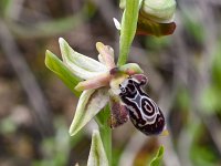 Ophrys cretica ssp ariadnae 30, Saxifraga-Harry Jans