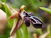 Ophrys cretica ssp ariadnae 32, Saxifraga-Harry Jans