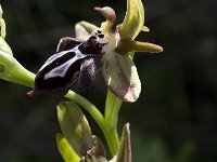 Ophrys cretica ssp cretica 1, Saxifraga-Willem van Kruijsbergen