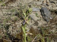 Ophrys cretica ssp cretica 11, Saxifraga-Willem van Kruijsbergen
