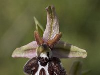 Ophrys cretica ssp cretica 12, Saxifraga-Willem van Kruijsbergen