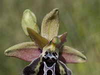 Ophrys cretica ssp cretica 16, Saxifraga-Willem van Kruijsbergen