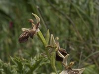 Ophrys cretica ssp cretica 3, Saxifraga-Willem van Kruijsbergen