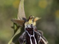 Ophrys cretica ssp cretica 5, Saxifraga-Willem van Kruijsbergen