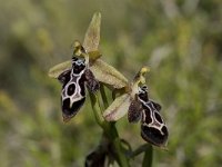Ophrys cretica ssp cretica 7, Saxifraga-Willem van Kruijsbergen