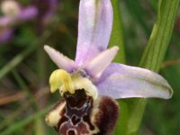 Ophrys dinarica 2, Saxifraga-Hans Dekker