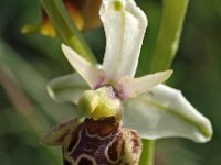 Ophrys dinarica 4, Saxifraga-Hans Dekker
