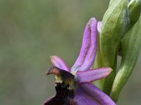 Ophrys drumana 14,, Saxifraga-Luuk Vermeer