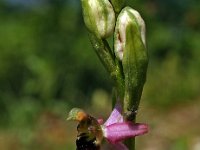 Ophrys drumana 2, Saxifraga-Hans Dekker