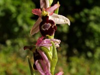 Ophrys drumana 3, Saxifraga-Hans Dekker