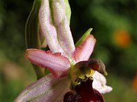 Ophrys drumana 4, Saxifraga-Hans Dekker
