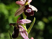 Ophrys drumana 5, Saxifraga-Hans Dekker