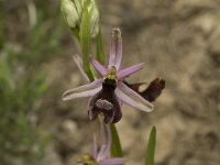 Ophrys drumana 6, Saxifraga-Willem van Kruijsbergen