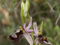 Ophrys drumana 7, Saxifraga-Willem van Kruijsbergen