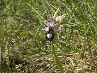 Ophrys drumana 8, Saxifraga-Jan van der Straaten