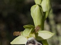 Ophrys dyris 1, Saxifraga-Jan van der Straaten
