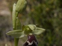 Ophrys dyris 10, Saxifraga-Willem van Kruijsbergen