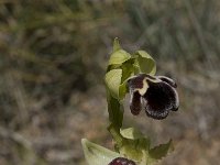 Ophrys dyris 11, Saxifraga-Willem van Kruijsbergen
