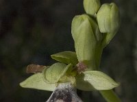 Ophrys dyris 12, Saxifraga-Willem van Kruijsbergen