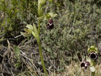 Ophrys dyris 14, Saxifraga-Willem van Kruijsbergen