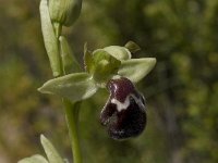 Ophrys dyris 15, Saxifraga-Willem van Kruijsbergen