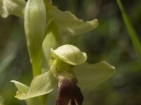 Ophrys dyris 16, Saxifraga-Willem van Kruijsbergen