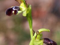 Ophrys dyris 18, Saxifraga-Hans Dekker