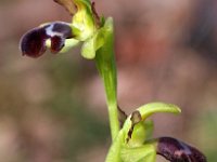 Ophrys dyris 18, Saxifraga-Hans Dekker