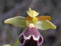 Ophrys dyris 19, Saxifraga-Hans Dekker