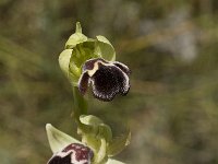 Ophrys dyris 2, Saxifraga-Jan van der Straaten