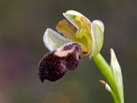 Ophrys dyris 20, Saxifraga-Hans Dekker
