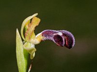 Ophrys dyris 21, Saxifraga-Hans Dekker