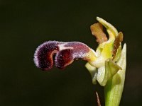 Ophrys dyris 22, Saxifraga-Hans Dekker