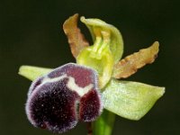 Ophrys dyris 23, Saxifraga-Hans Dekker